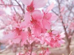 -绵阳盛世樱花悠乐谷