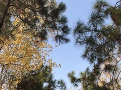 -合肥滨湖国家森林公园