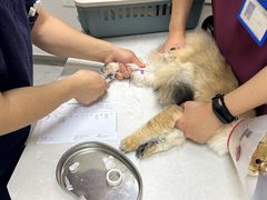 -中农国际动物医院24小时·猫科·骨科·急重症中心