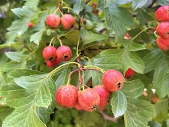 -中关村生命科学园