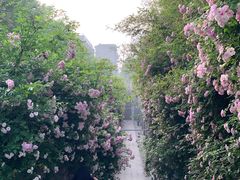 -武汉大学-樱园