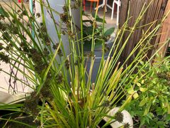 -顺德演艺中心大剧院