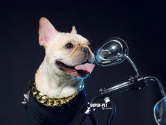 -超宠爱宠物摄影-Super pet