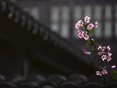 -莫愁湖公园