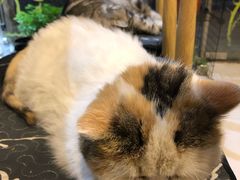 -平行世界·猫咖(首经贸店)