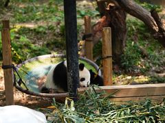 -广州长隆野生动物世界