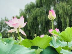 -白洋淀景区