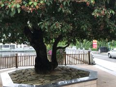 -大屏嶂森林公园