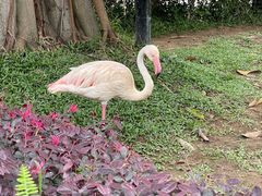 -广州长隆飞鸟乐园