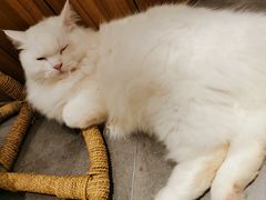 -飞行喵MR PILOT|猫舍·猫咖(静安大融城店)