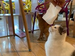 -Cappucimeow猫咪咖啡馆(韦伯时代店)