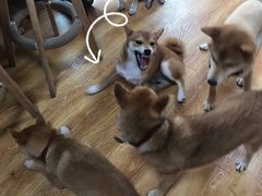 -柴犬高等学院·狗咖·柴犬售卖·宠物训练