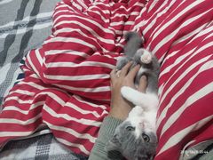 -翊宠yipet猫狗购宠庄园犬舍•猫舍