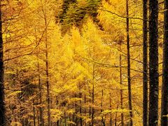 -黑河国家森林公园