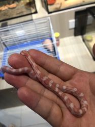 -Moni星球萌宠·小马宝莉·灵蛇·高端高阶全萌宠互动体验俱乐部(红豆国际广场店)