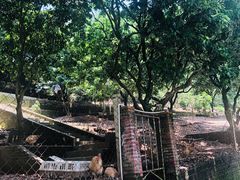 走地鸡-满記土窑烧鷄波浪山莊