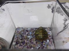 -壹伍陆连锁汽车维修美容(宝安中心区店)
