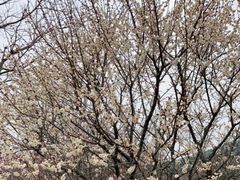 -香雪海