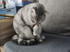 -嘉美宠物医院