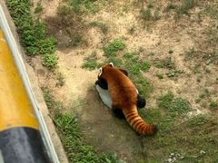 -西霞口神雕山野生动物世界