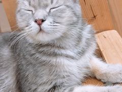 -楼上猫咖(罗湖店)