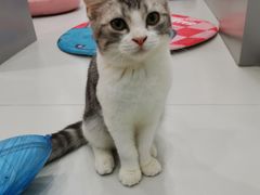 -糯米喵星人·撸猫猫舍咖啡馆(西市场嘉华店)