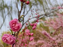 -大兴滨河森林公园