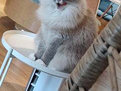 -滚猫咖啡·猫咖·猫友好撸猫(未来城店)