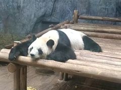 -深圳野生动物园