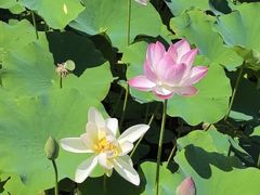 -莲花池公园