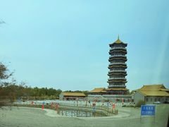 -金塔沙漠胡杨林景区