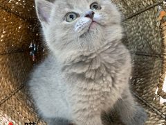 -喵zoo家庭繁育猫舍(尖东智能花园店)