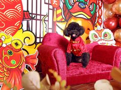 -超宠爱宠物摄影-Super pet