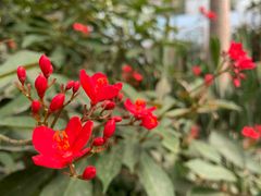 -呀路古热带植物园