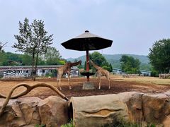 -大连森林动物园