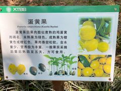 -中国科学院西双版纳热带植物园