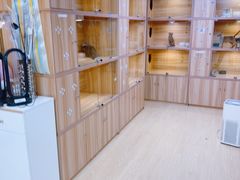 -猫十亿·布偶金渐层·曼基康矮脚猫舍(青年路店)