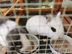 -西西里轰趴日租聚会别墅·团建拓展