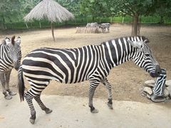 -北京野生动物园