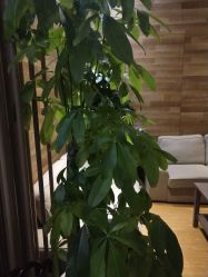 -卡莫瑜伽·普拉提