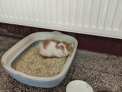 -青石桥花鸟鱼虫市场(叠翠城店)