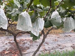 -马陆小张葡萄园农家乐