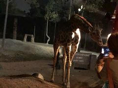 -清迈夜间动物园