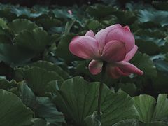 -四川大学(望江校区)