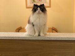 -滚猫咖啡·猫咖·猫友好撸猫(未来城店)