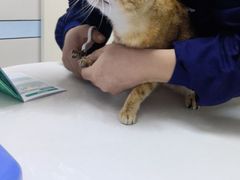 -中农国际动物医院24小时·猫科·骨科·急重症中心