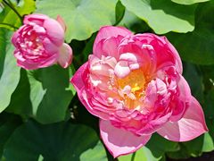 -莲花池公园