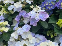 -深圳仙湖植物园