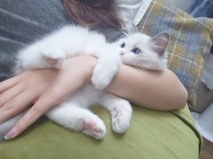 -momokira米努特·德文卷毛猫·棉花面纱犬