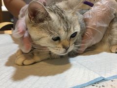 -宠爱国际动物医院·消化内科·心肾内科·ISFM猫友好(望京店)